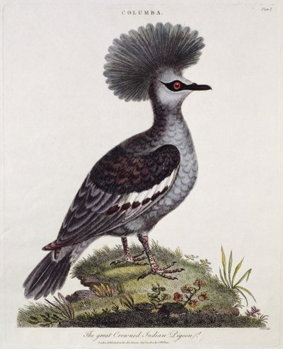 Great Crested Indian Pigeon by English School